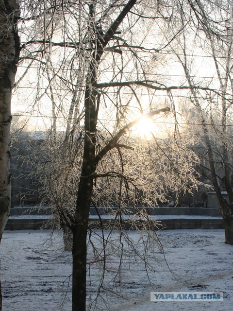 Конкурс на смешную Новогоднюю фотографию