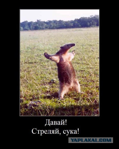 Подборка веселых картинок