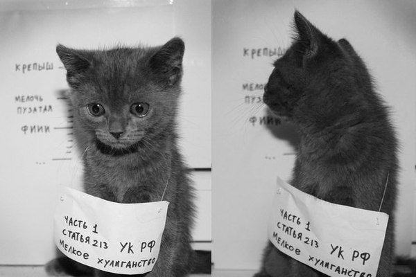 40 провинившихся котов