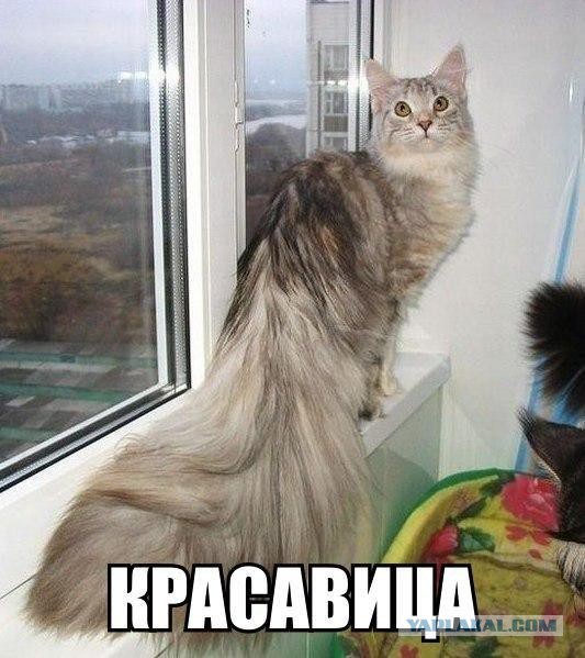 Котопёс))