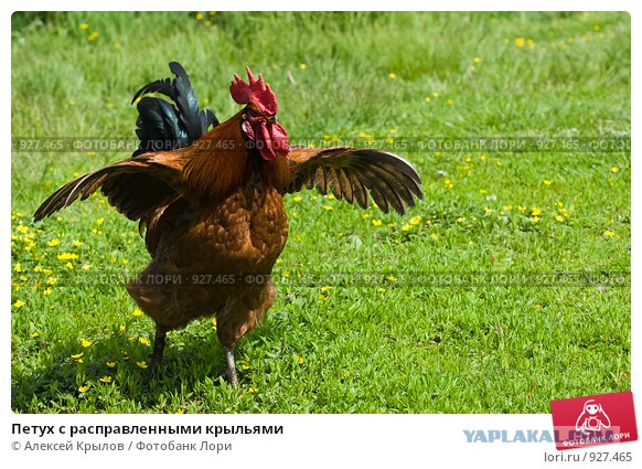 Последняя стадия синдрома широкой спины