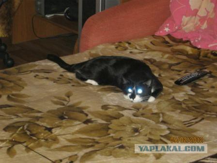 Котовторник