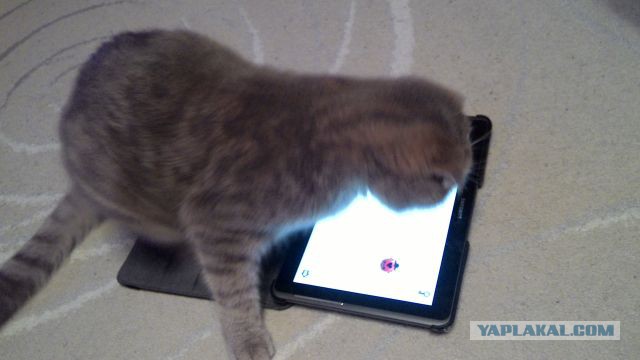Котовторник