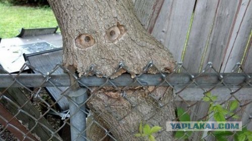40 улыбательных картинок