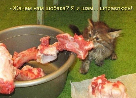 Мохнатые беспредельщики