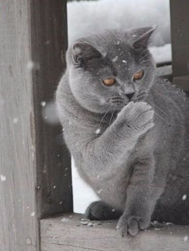 Коты из сети