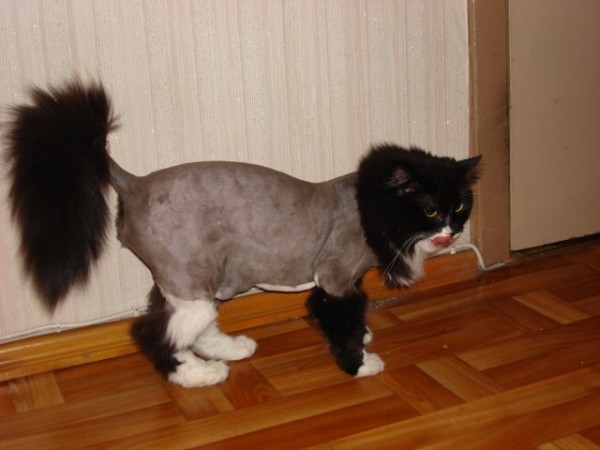 Коты из сети
