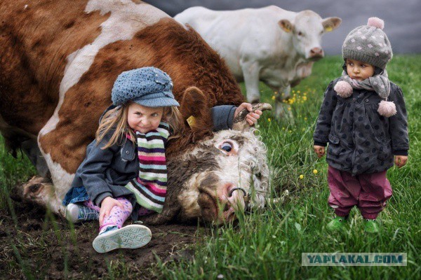 Деревенская коррида