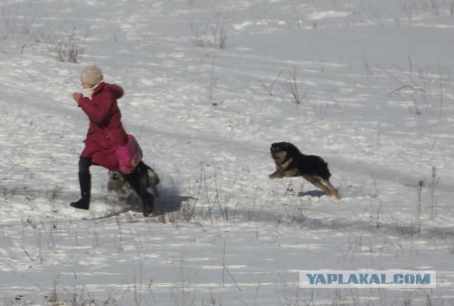 Живодер убил собаку