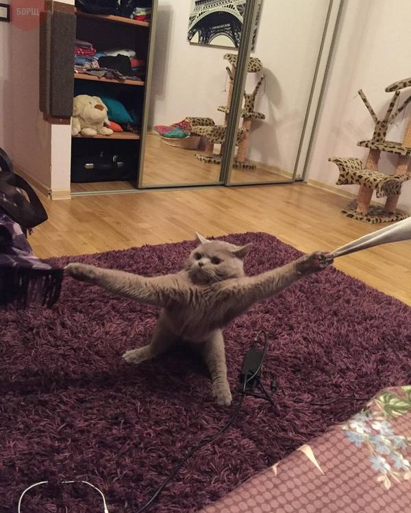 Коты и Кошки
