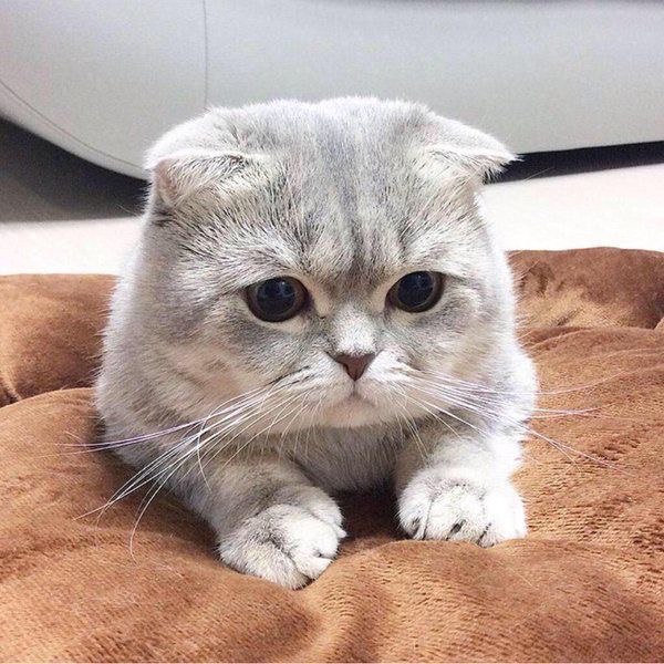 Коты и Кошки