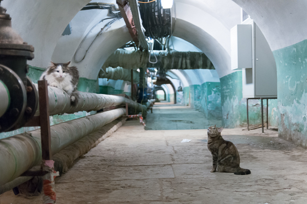 Коты и Кошки