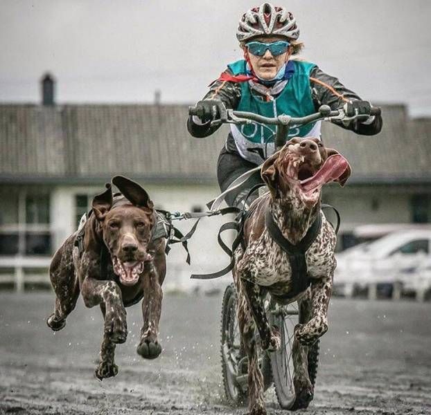 Подборка забавных животных