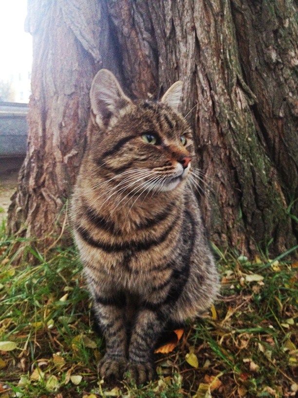 Невероятно грустный кот
