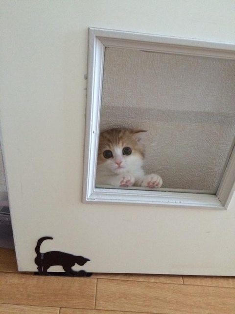 Живность из сети
