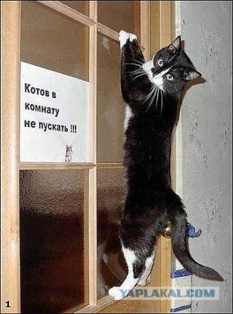 Котомет на вторник (02.04.08)
