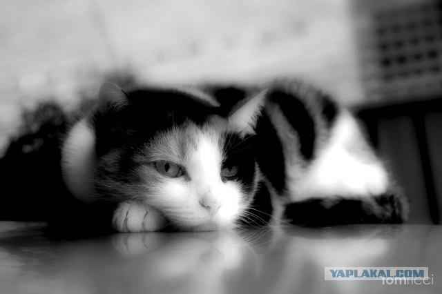Котовторник на ЯПлакалъ (03.06), котята (31 шт)