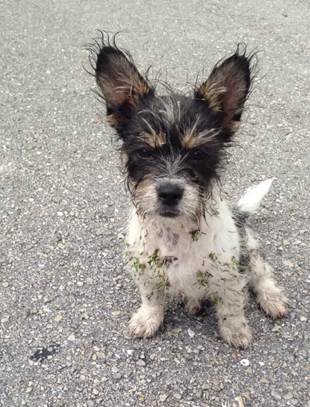 Живность из сети
