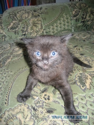 Котовторник на ЯПлакалъ