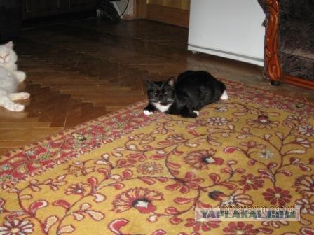 Выходные у кота