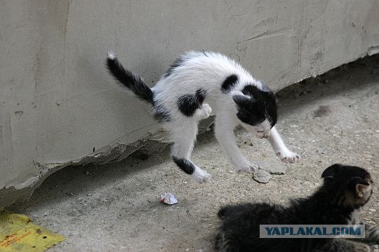 Коты, кошки и котята