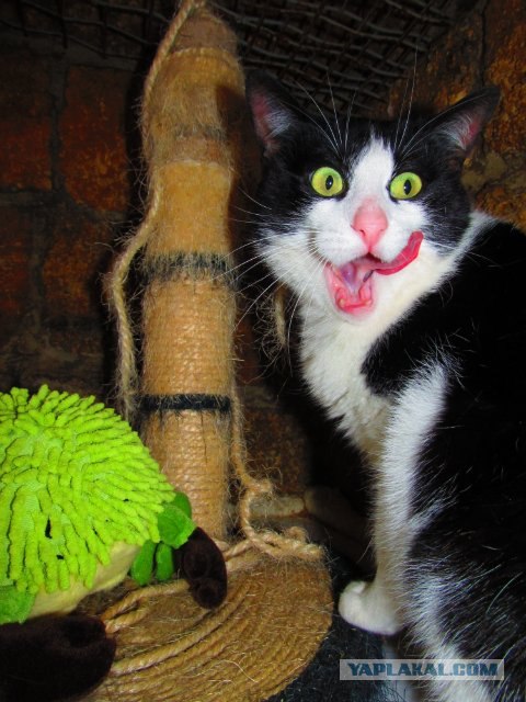 Котовторник. А как же?!