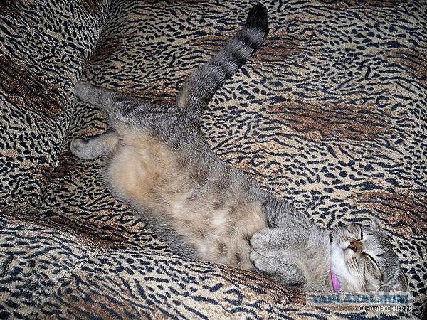 Котовторник