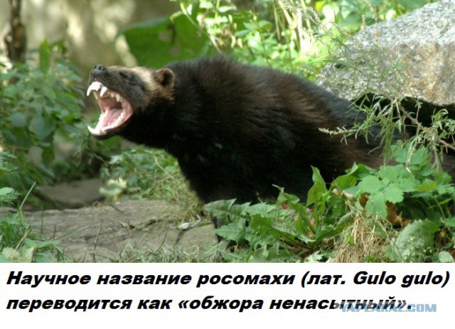 Подборка бесполезных фактов