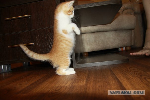 Котовторник! 13.03.2012