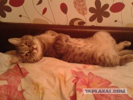 Котовторник 10.04.2012