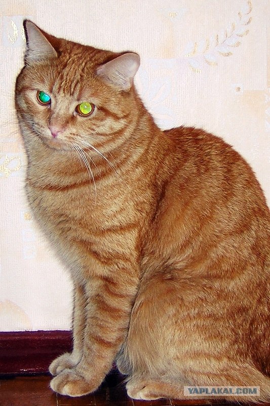 Котовторник 07.08.2012
