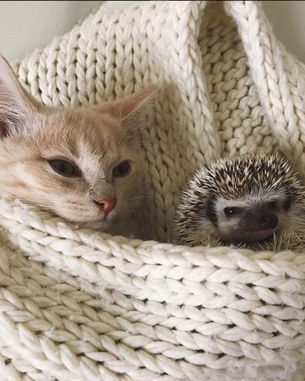Прикольных котов пост