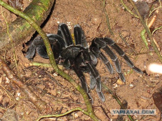 Симпатяжка