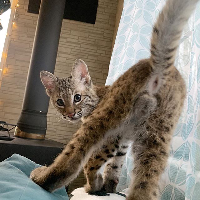 Дикий котовторник 14.01.20