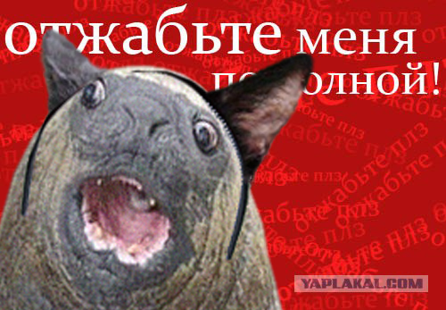 Фотожаба: Новое лицо компании Adobe