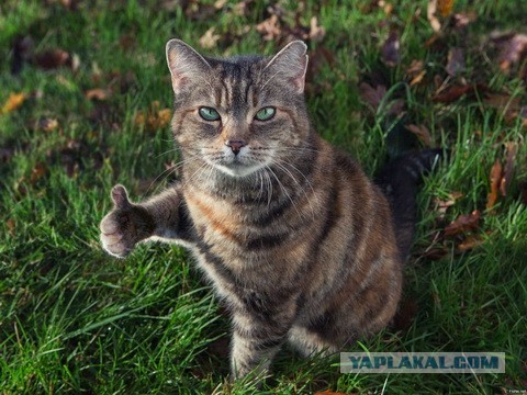 Кот преградил рабочему дорогу, но тот не стал его прогонять и терпеливо подождал, пока животинка напьется из лужи