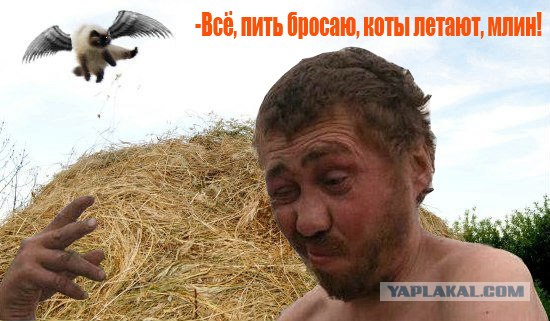 Фотожаба: Кот-ниндзя