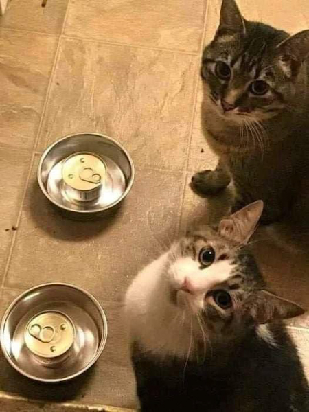 Котэбастовка!