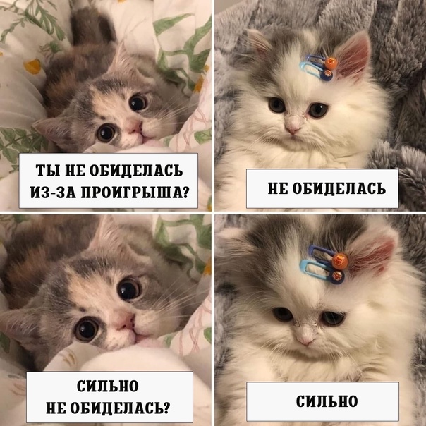 Весёлый полтишок 10.11.22