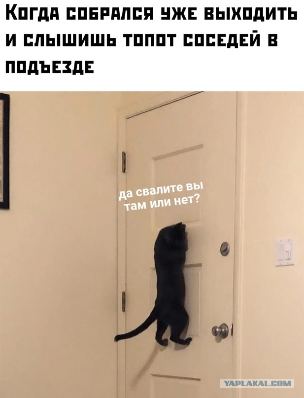 Весёлый полтишок 10.11.22