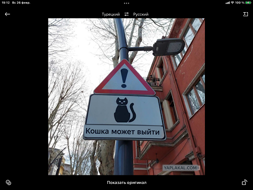 Котики Стамбула