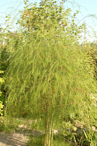 Когда продукты были большими