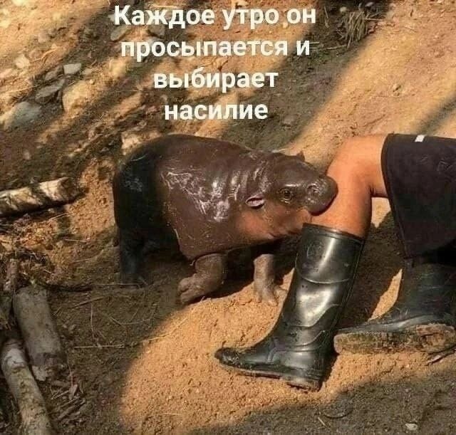 Картинки и мемы, всем хороших выходных