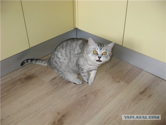 Котовторник 09.04.2013