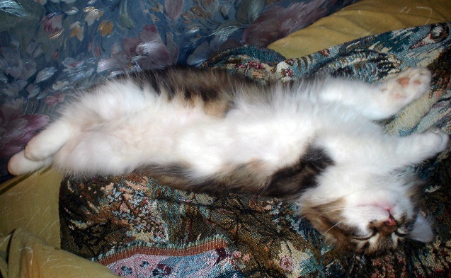 Котовторник 16.04.2013