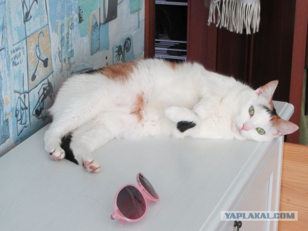 Котовторник 30.04.2013