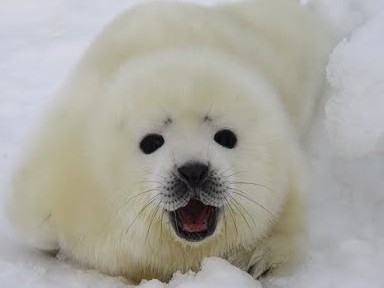 Дао