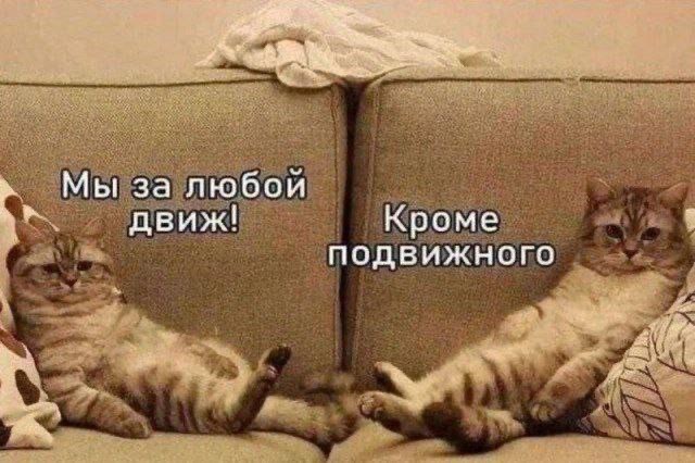 Котовторник в картинках