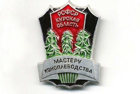 В Подмосковье нашли плантацию из 430 кустов конопли