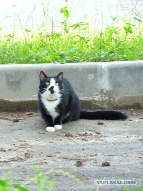 Котовторник 23.07.2013